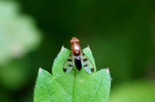 Geomyza sp. (Opomyzidae)